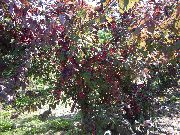 ������� ����� ����� ���� ������ ������� ������ ��������� - �������.