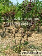 садовая слива сорта Алма