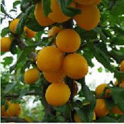 ������� ����� ����� ������� �����-���������� 