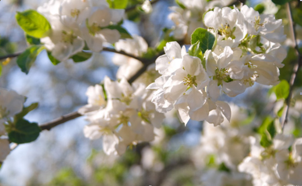 побелка яблони весной и осенью