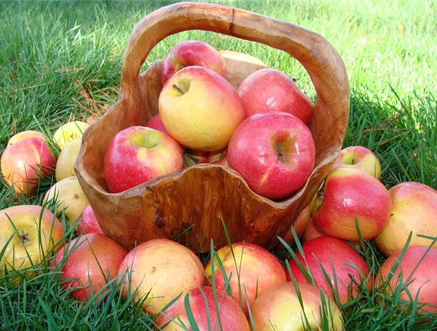 сбор урожая яблок, полив и обработка при этом