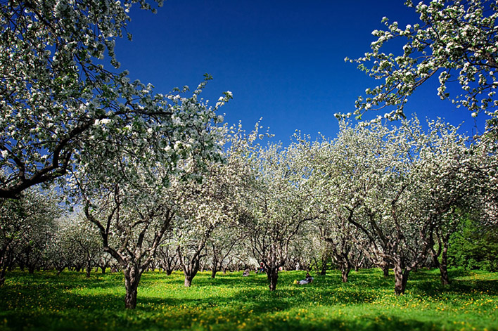 чтобы яблоня росла красиво нужна ежегодная обрезка