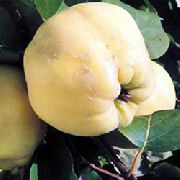 садовая груша сорта Утренняя свежесть