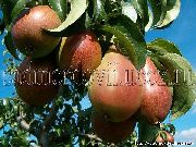 садовая груша сорта Маршал Жуков