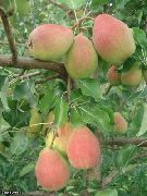 садовая груша сорта Сахарная Автор фото ГРУNЯ