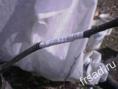 Прививка фото рецепта