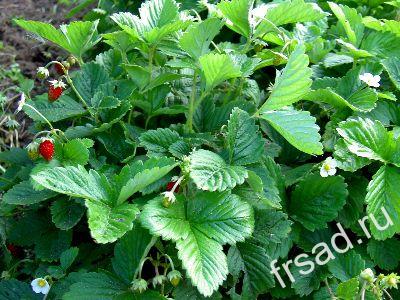 Земляника из семян фото рецепта