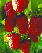 садовая малина сорта Новость Кузьмина