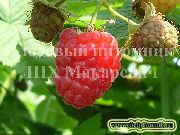 ������� ������ ����� ������� 