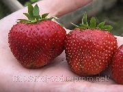 садовая земляника (клубника) сорта Тапира http://mojsad.jimdo.com/