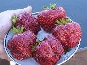 ������� ��������� (��������) ����� ��������� 2 