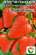 садовая земляника (клубника) сорта Ампельная крупноплодная