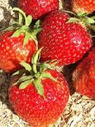 садовая земляника (клубника) сорта Сударушка
