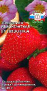 садовая земляника (клубника) сорта Лизонька